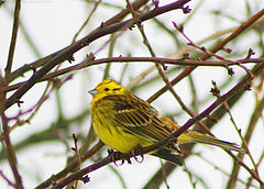 Жълта овесарка (Emberiza citrinella)